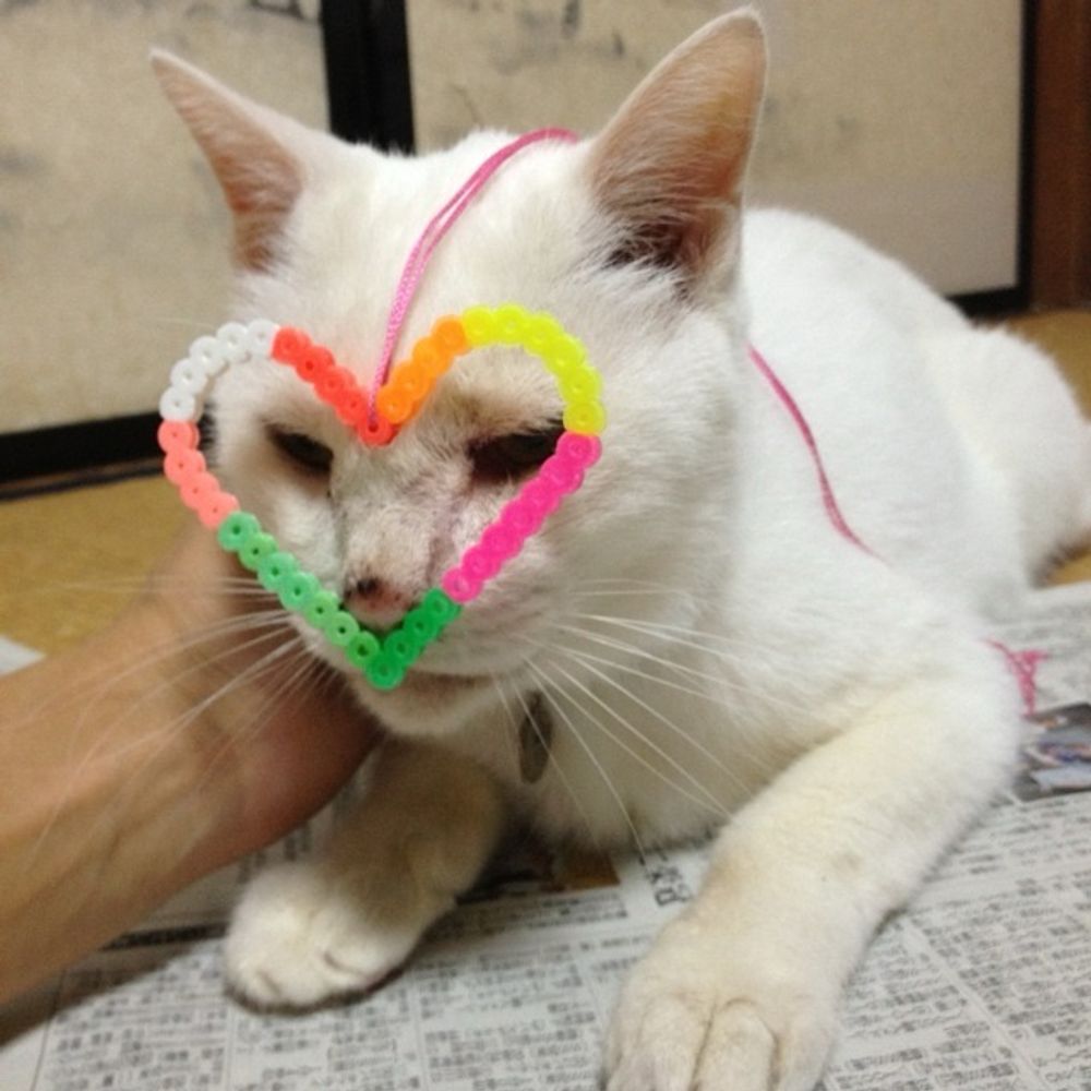 にゃんこりん
