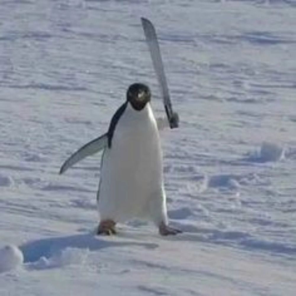PenguinInwzaeiei007jukkruww