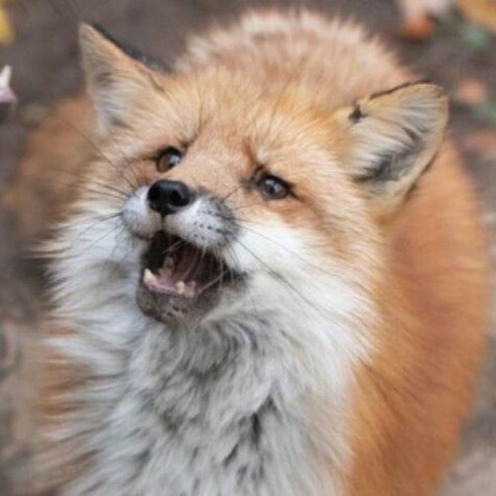 ₊ 🎸⊹ ᶻz !! Foxieboi !! ␥