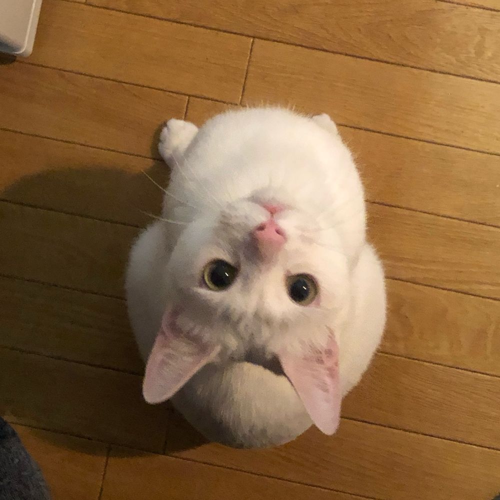 HAKU