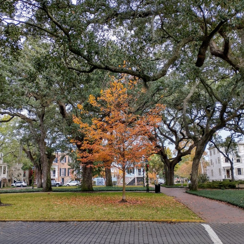 urban tree canopy