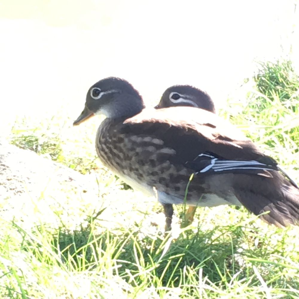 きょう