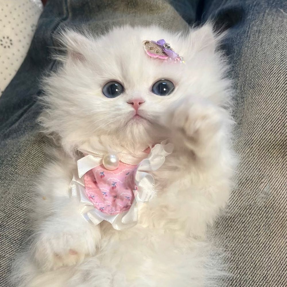Kim_Chi