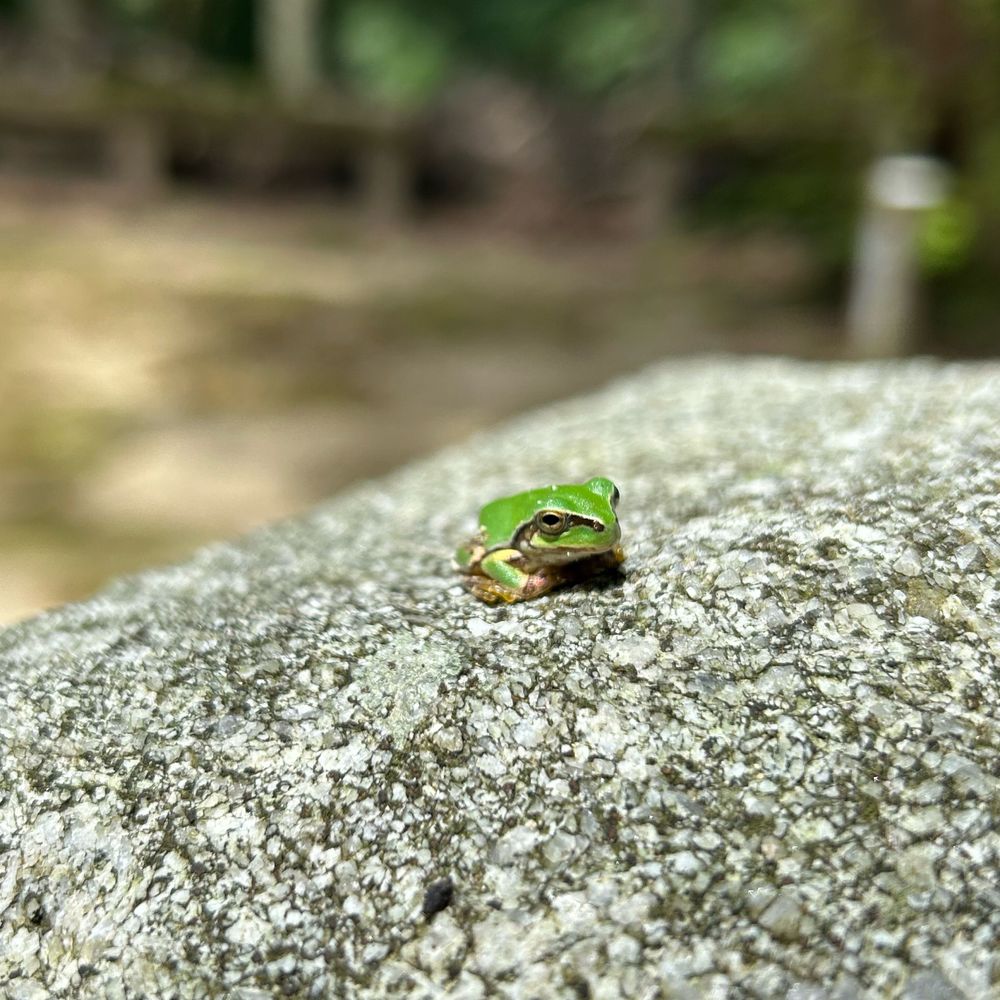 らめすと