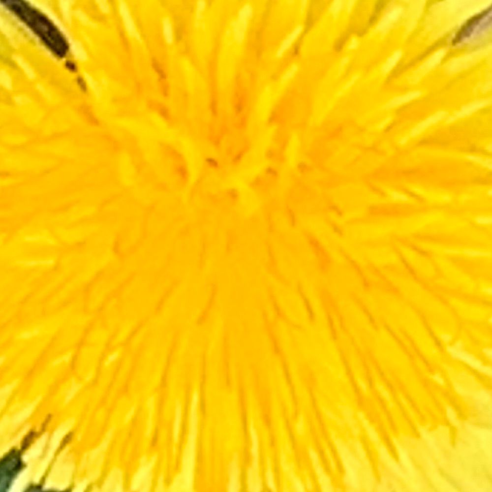 たんぽぽ