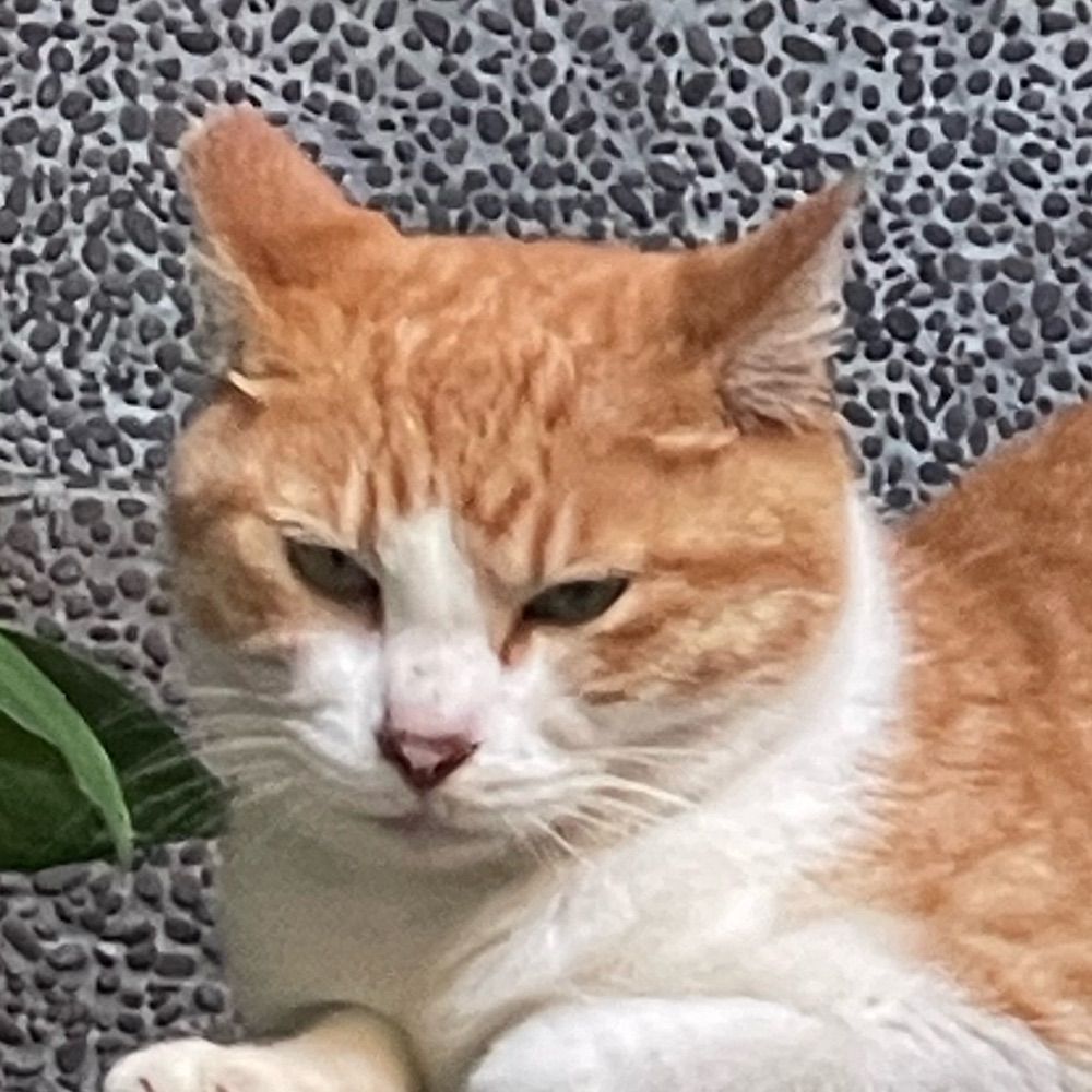 Bob