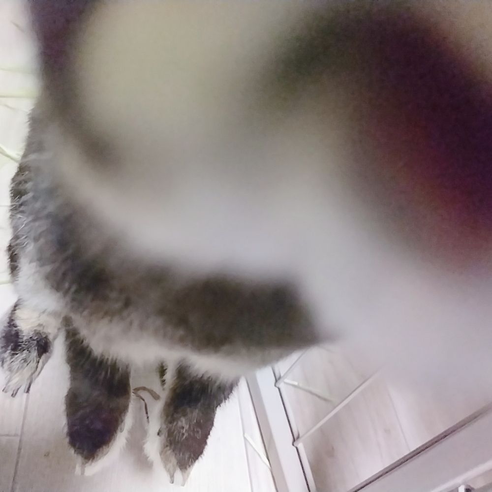 ちゃも