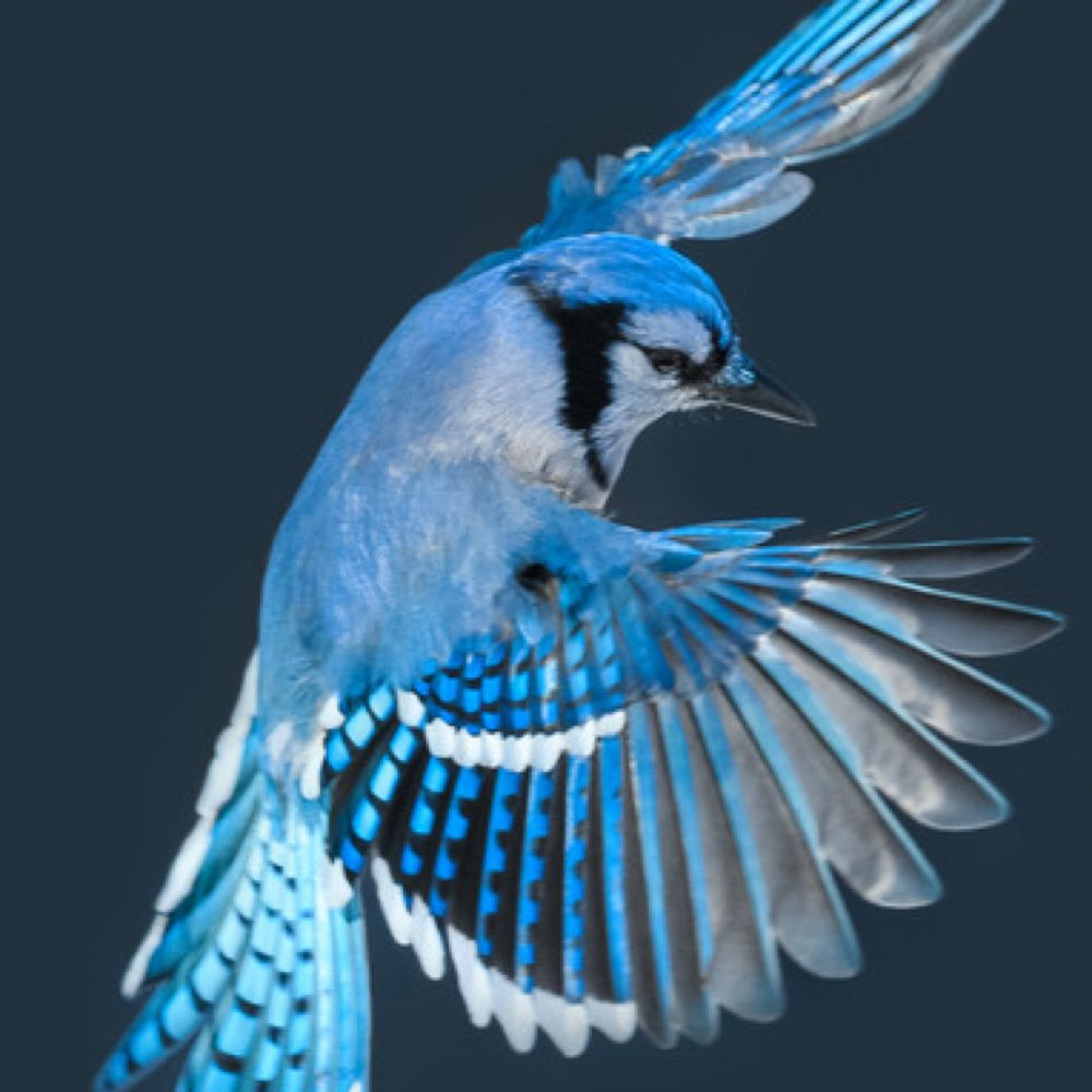 Blue Jay