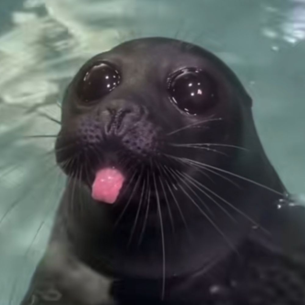 xarkies 🦭 (sealposting)