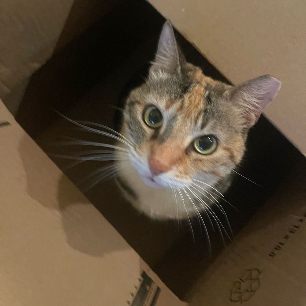 Kat Withakaye