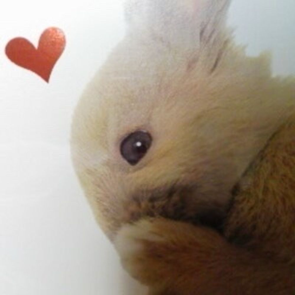 しなもん