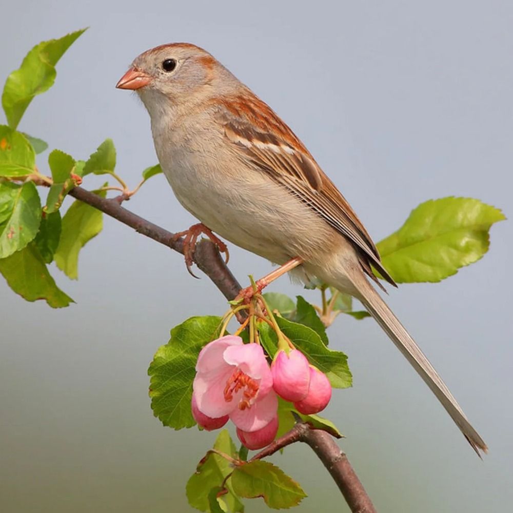 roundsparrow.bsky.social on Bluesky