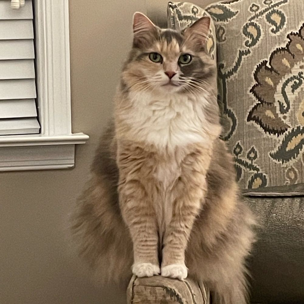 Maggie