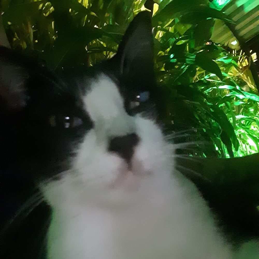 KKssio