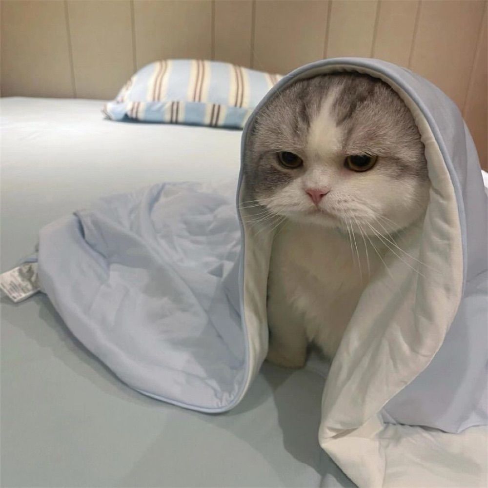 猴喜熊