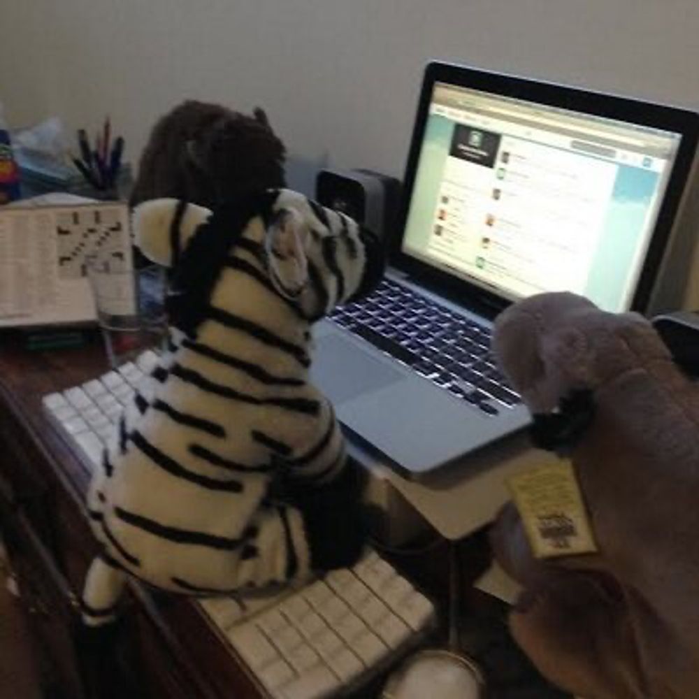 Quixley the Zebra