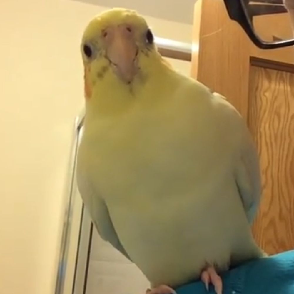 Pixel