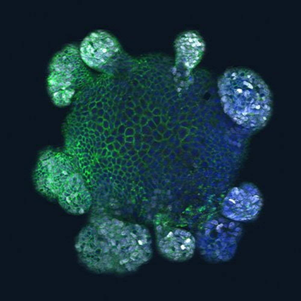 Profile picture monashorganoids.bsky.social