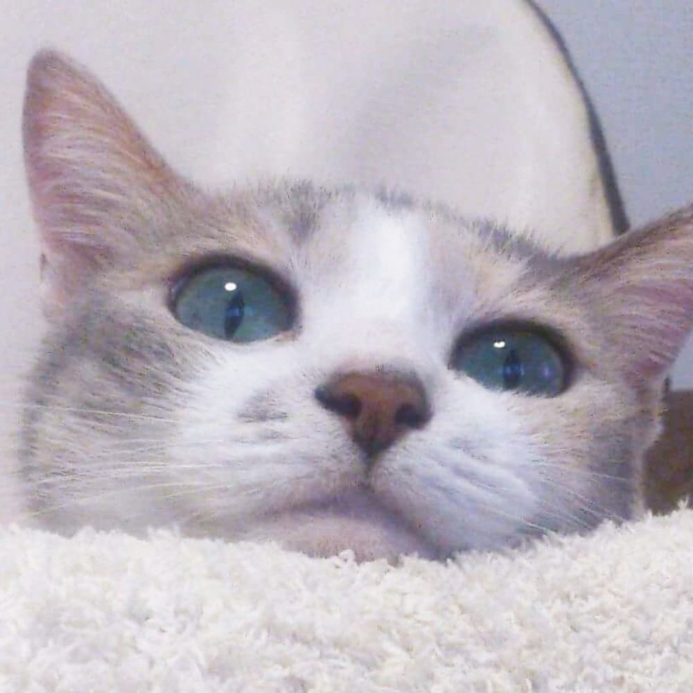ふくねこ🌼