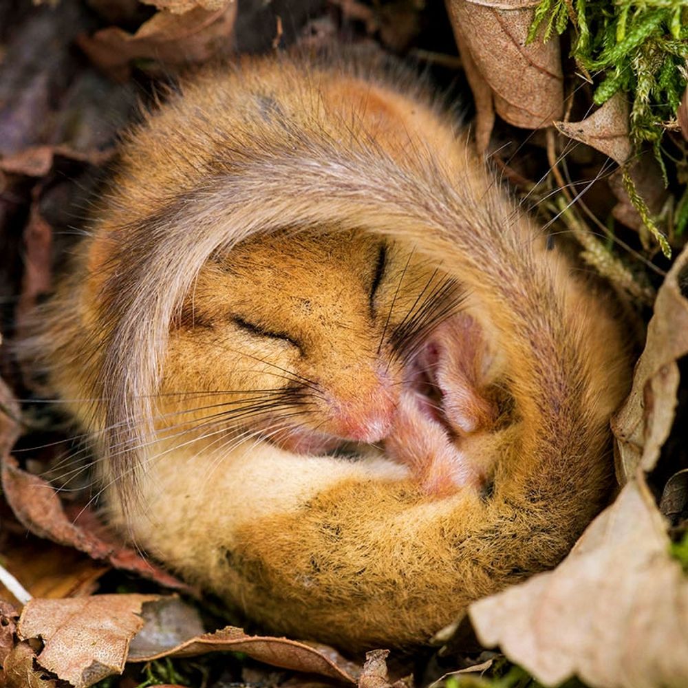 GoldDormouse
