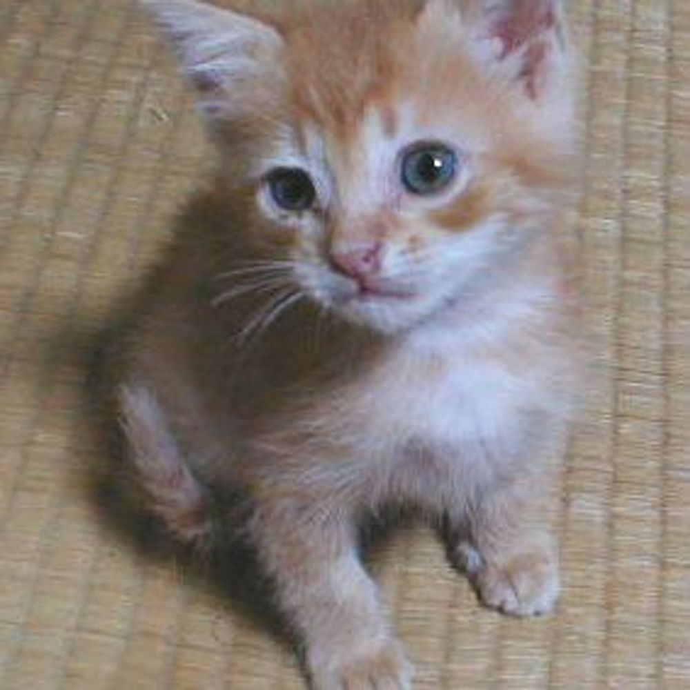 HourlyCatPhotos