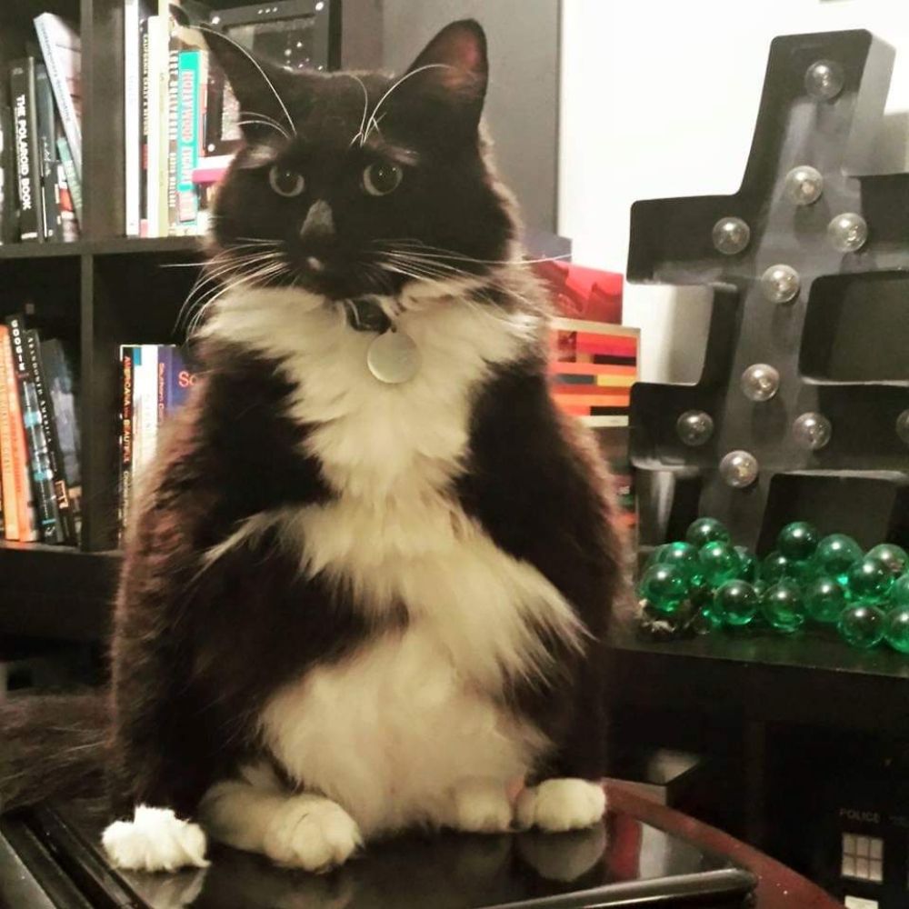 Boomer Kitty