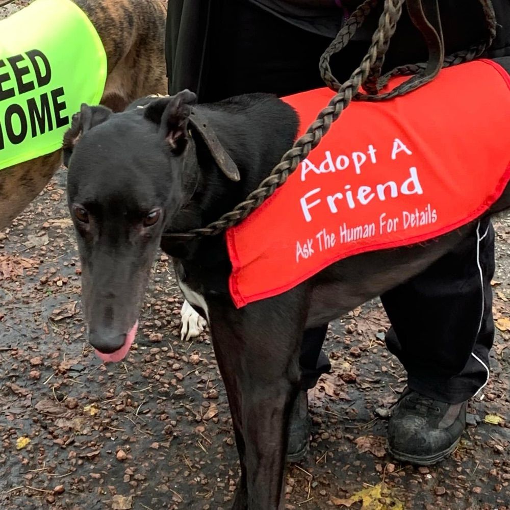 Greyhounds Going Home