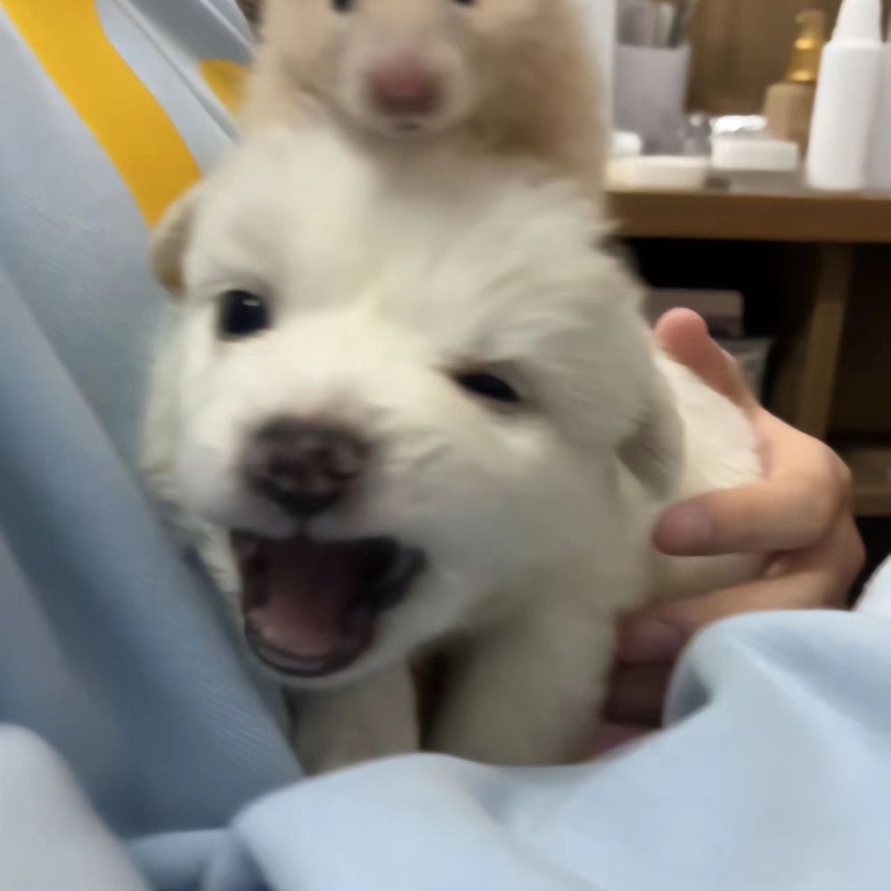 deooo