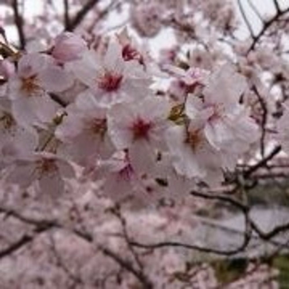 桜川
