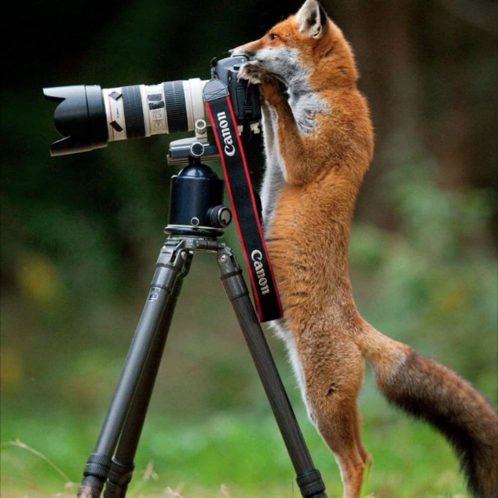 Foxy101
