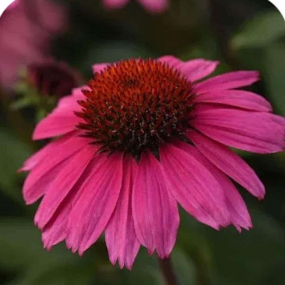 sunne.bsky.social profile picture