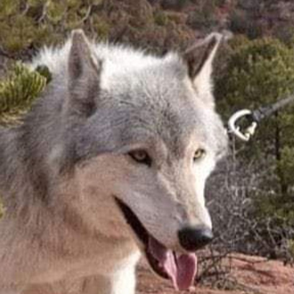 gentoo wolf (man)