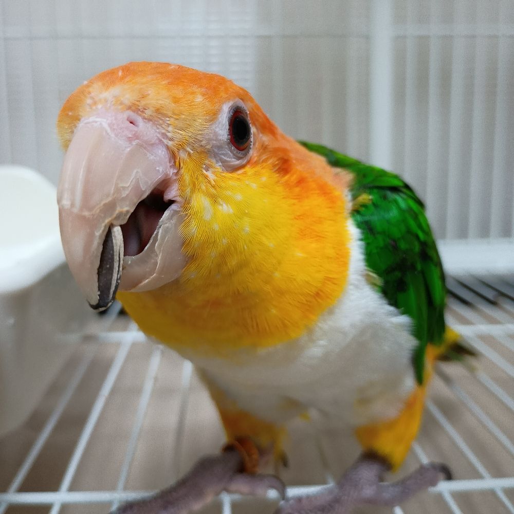ハマキ