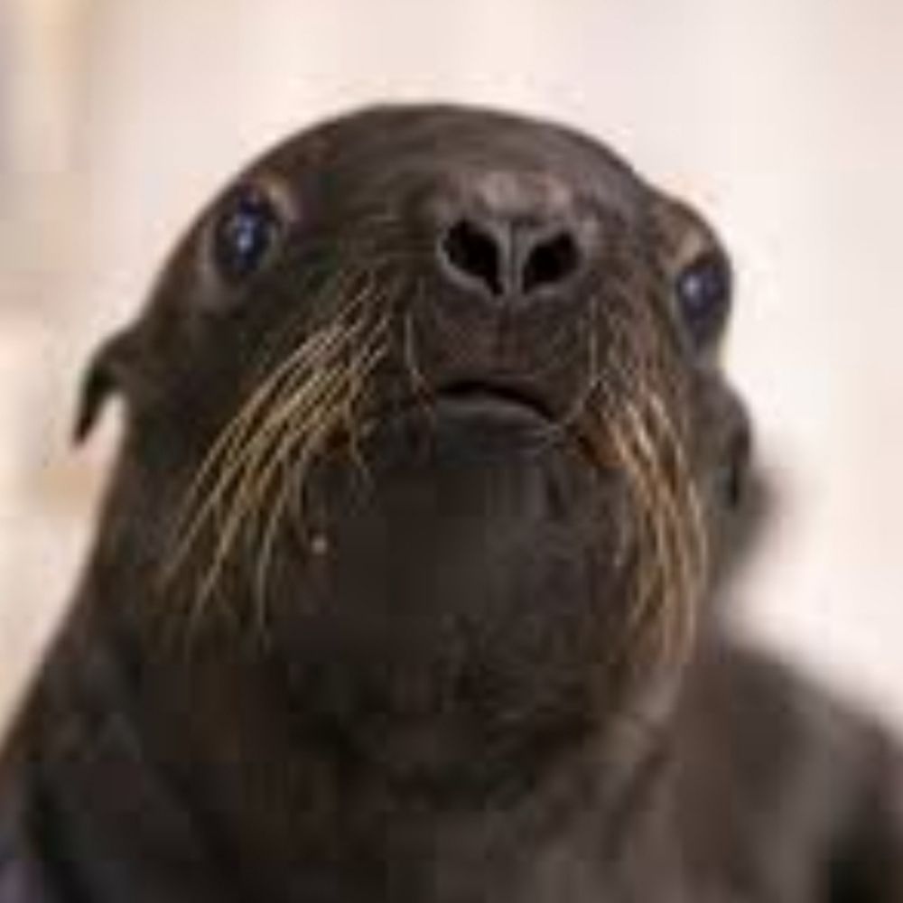 PuppyFish Kissies