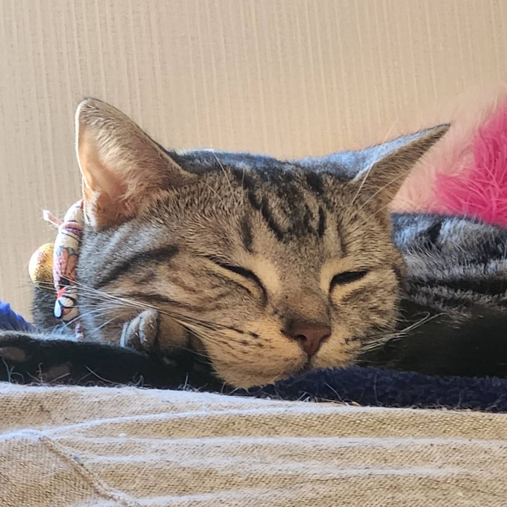 すうや