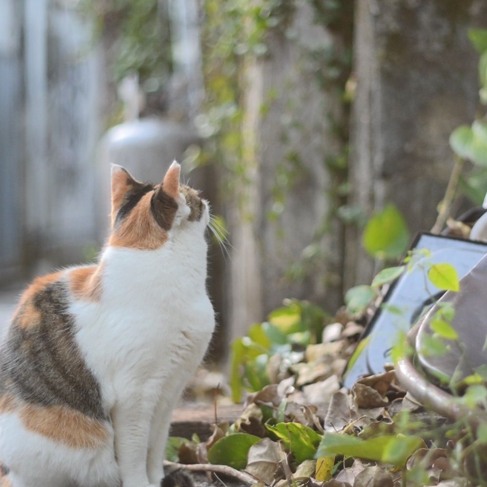 ものくろ