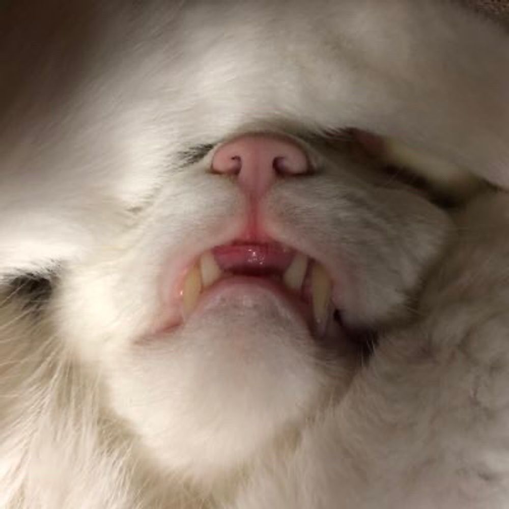 ネコムラP