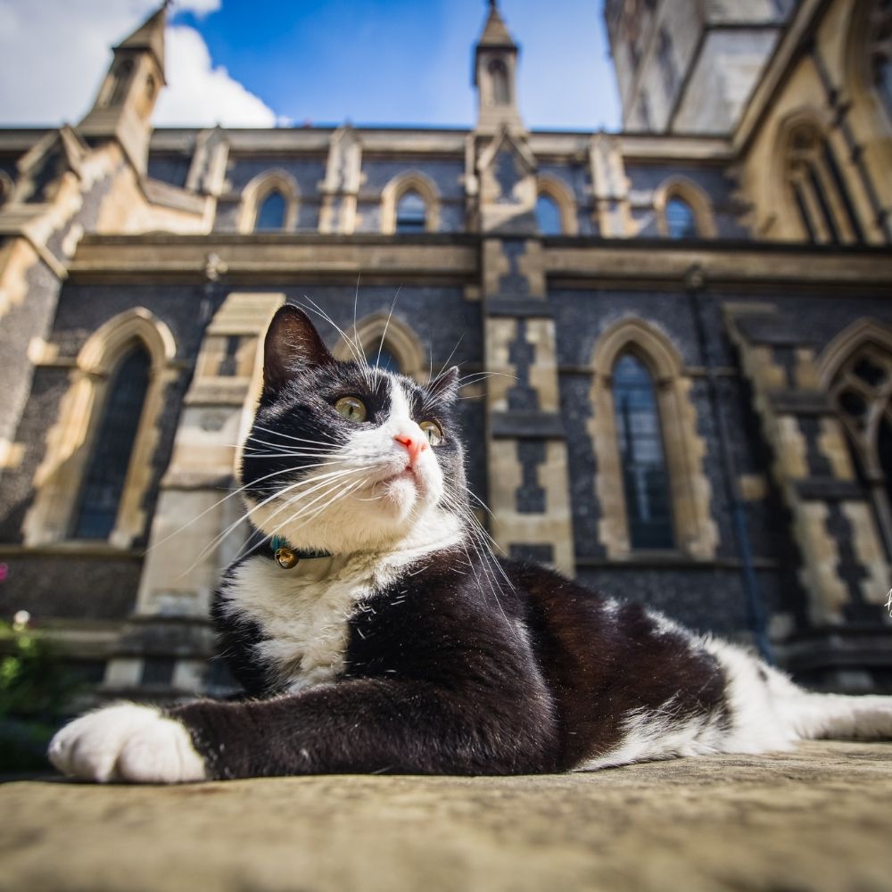 Hodge the Cathedral Cat