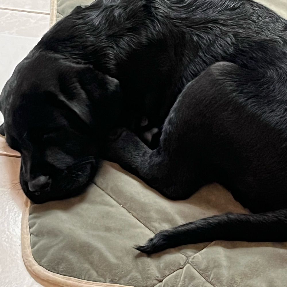 Fisherthechonkylab🇨🇦