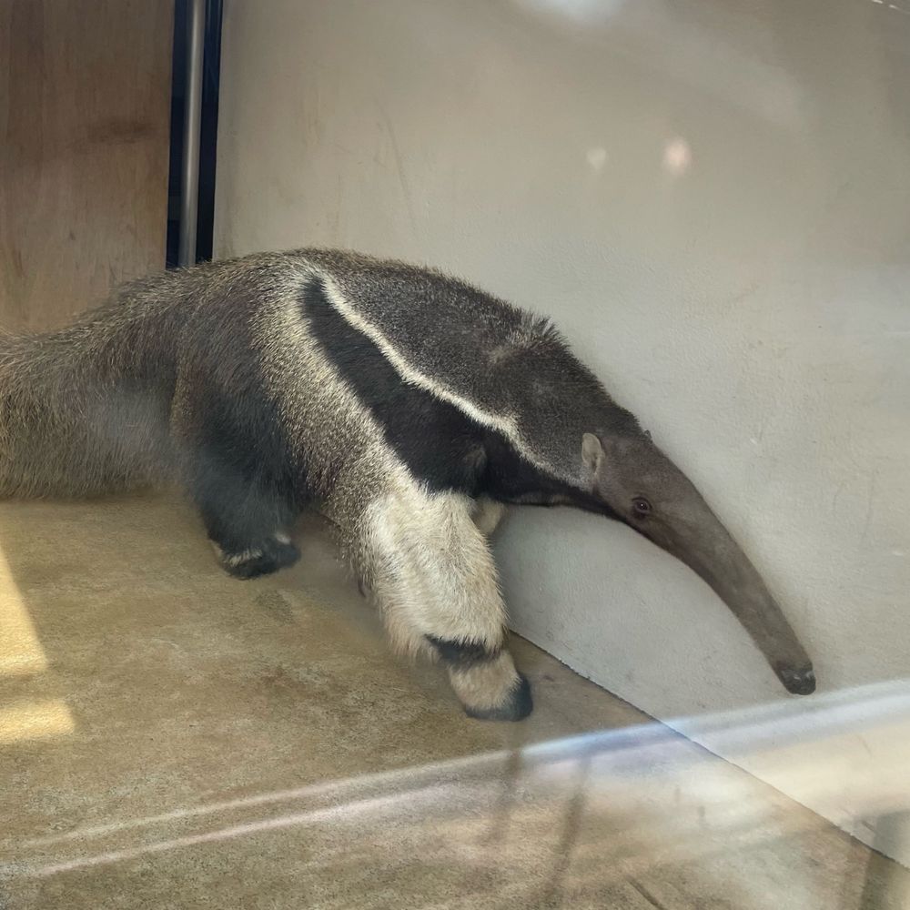 さめぽん