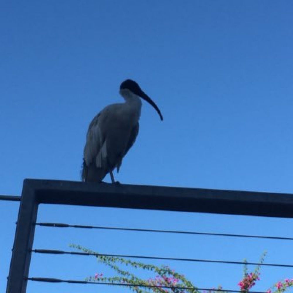 ともし