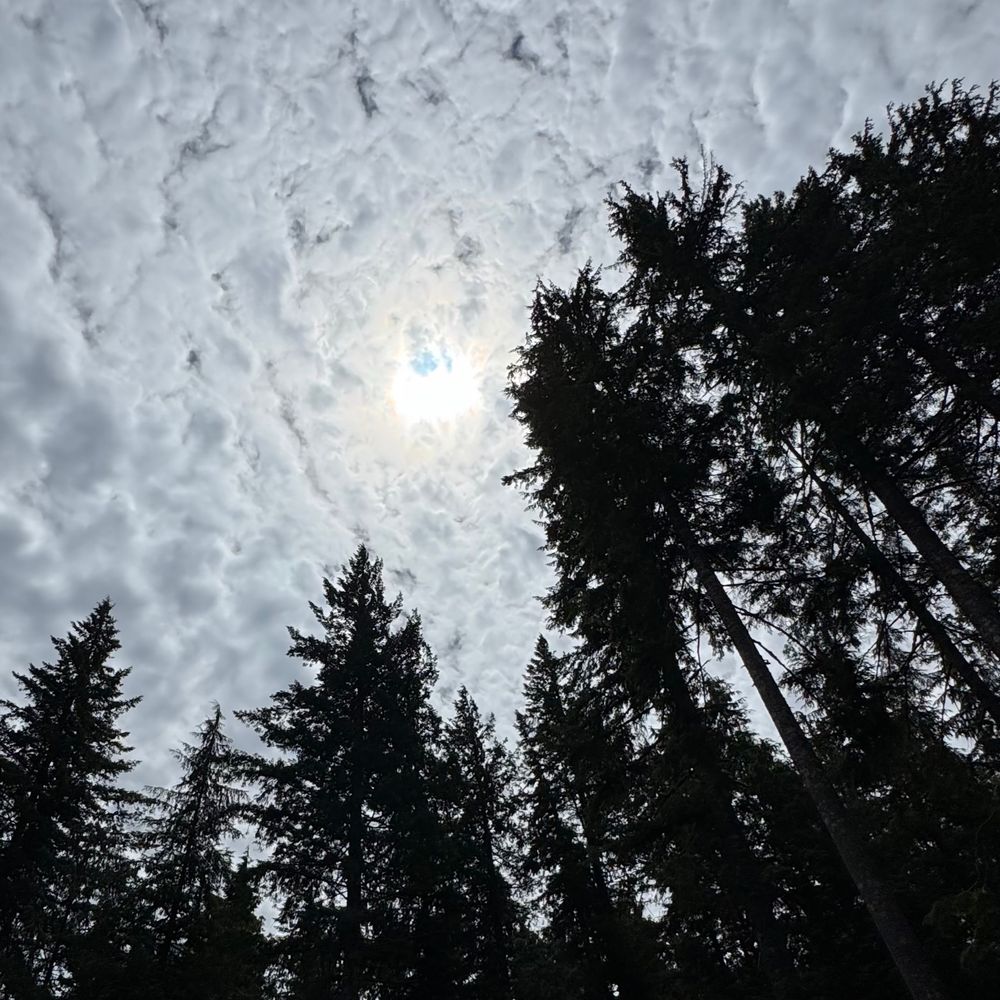 livinginthepnw.bsky.social profile picture