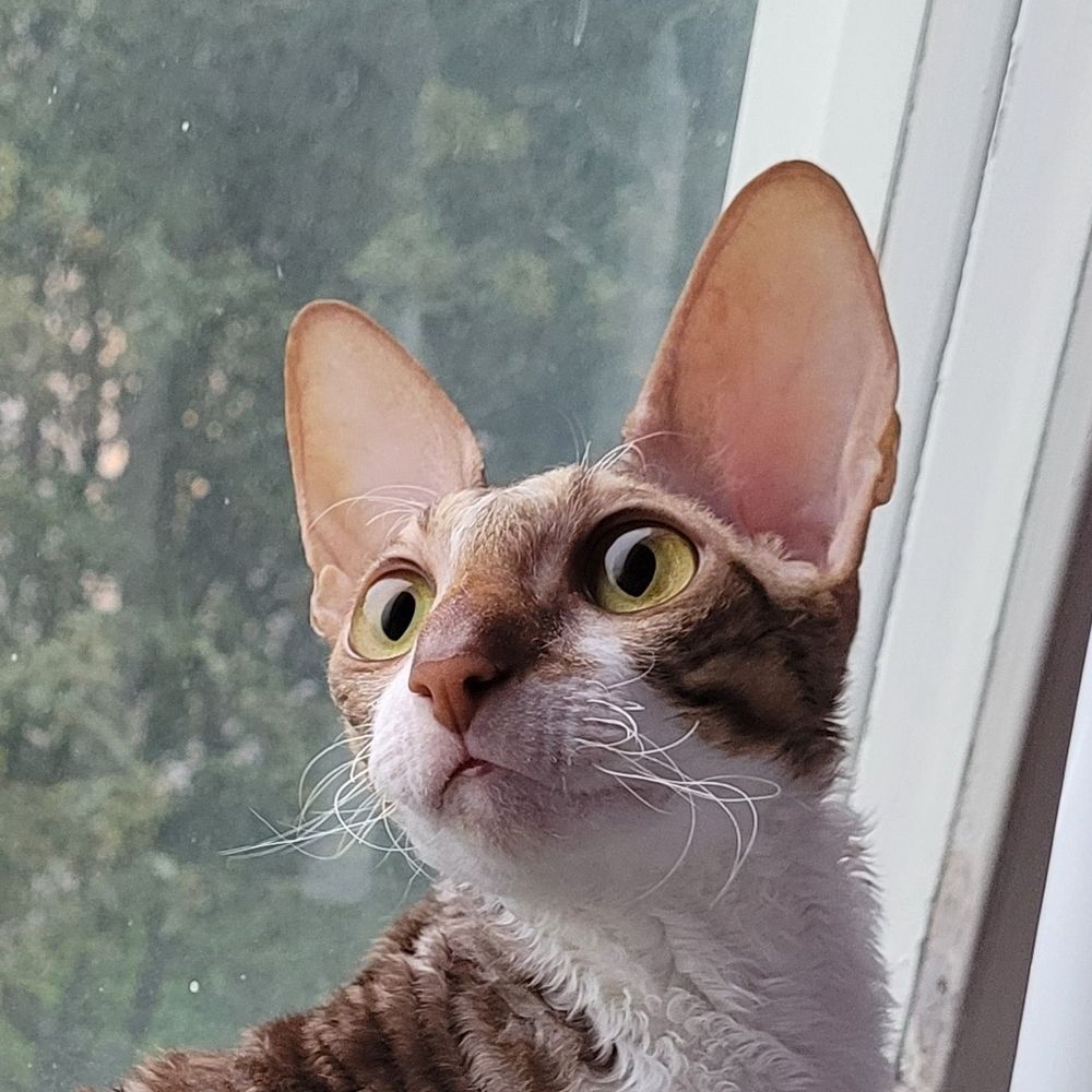 Mjauha?