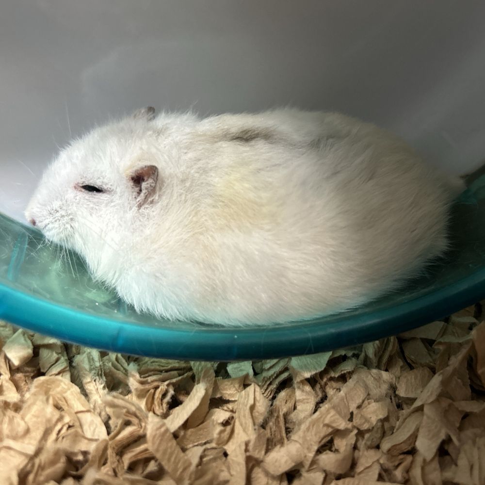 ささめゆきはあざらし