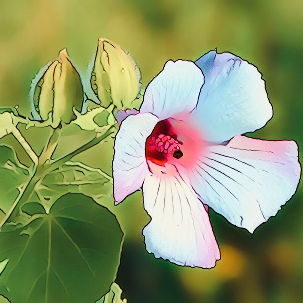 Nature Moments 🌿🕊️🌎🦋