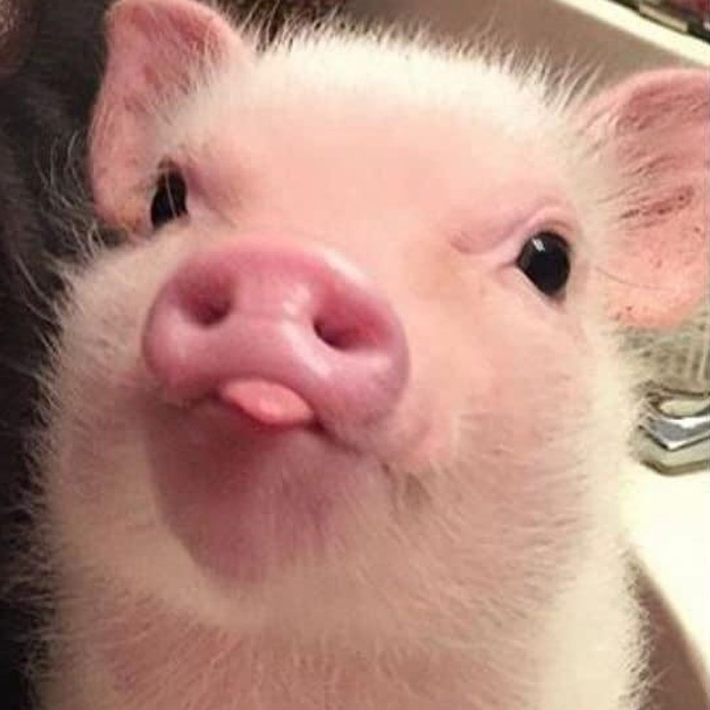 -Minecraft Pig Noises- | 🏳️‍⚧️
