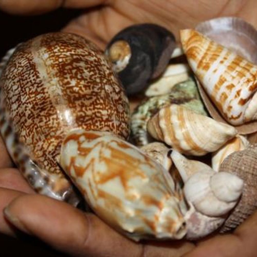 bashirmandwa.bsky.social