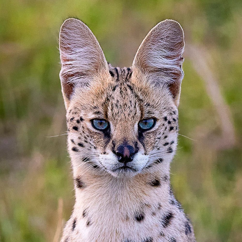 Profile picture serverserval.bsky.social