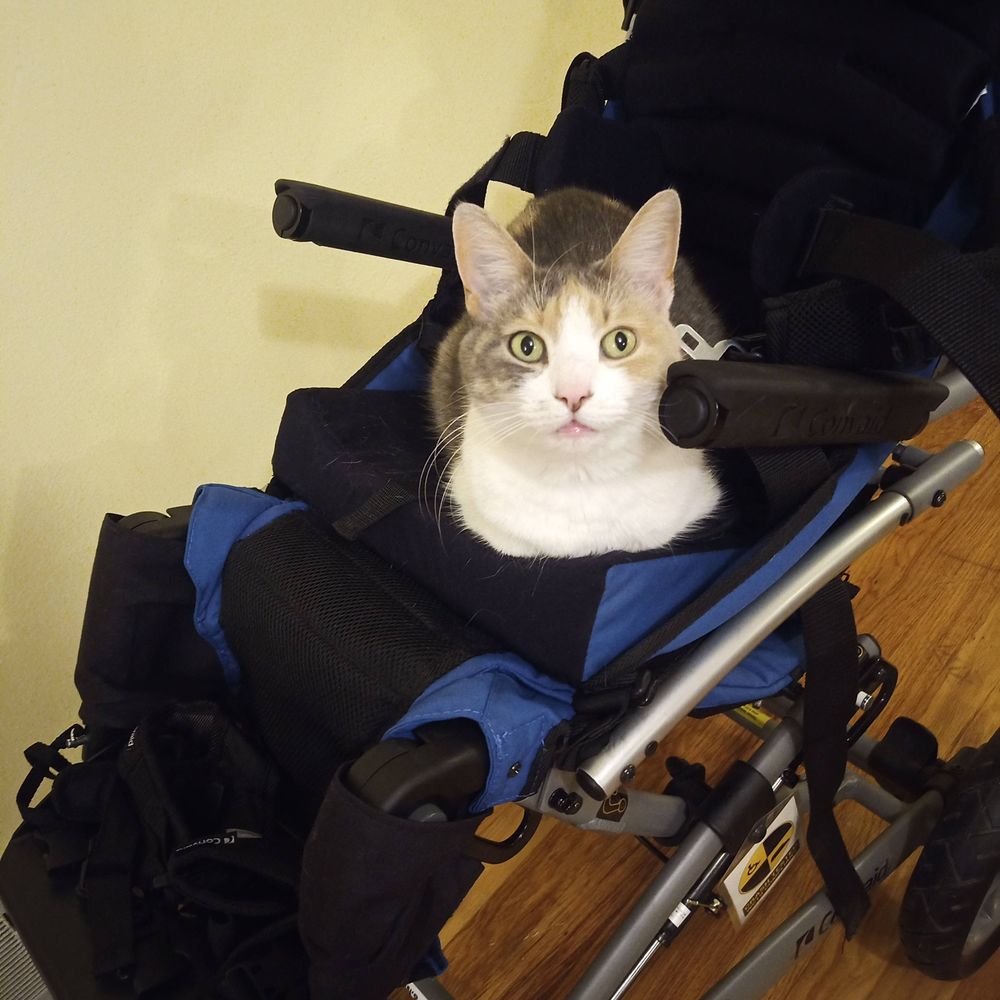Cat Mom