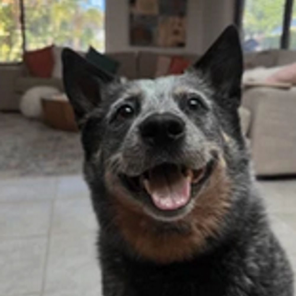 🇦🇺  The Ozzy Cattle Dog 🇦🇺 